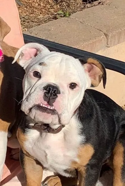Lost dog in Goodyear, AZ, 85395