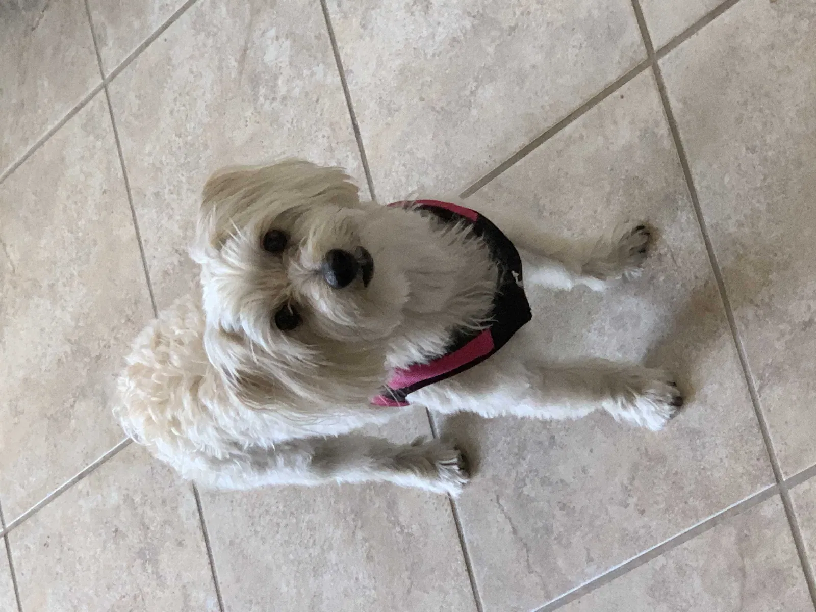 Lost dog in Pittsburg, CA, 94565
