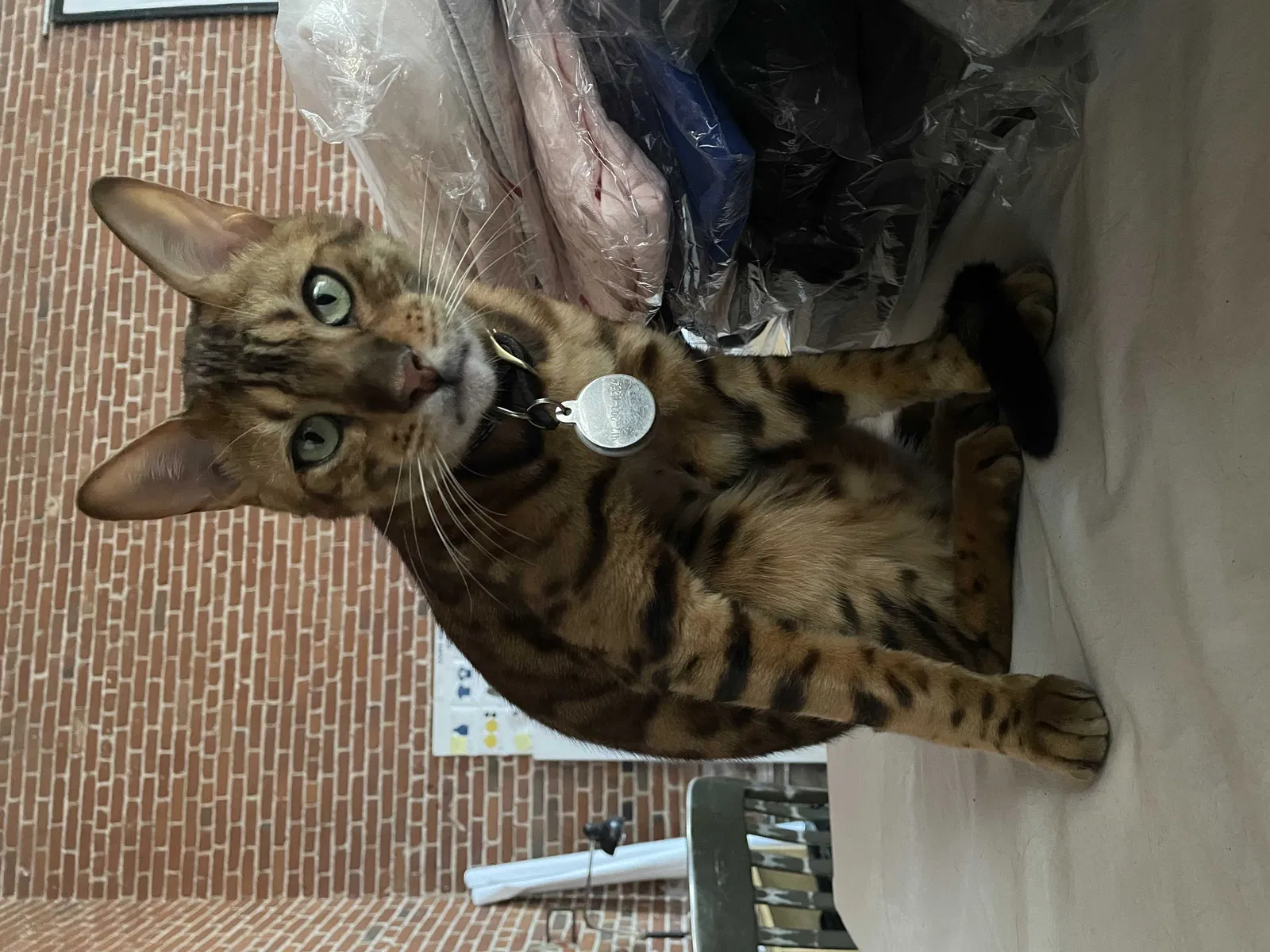 Lost cat in Los Angeles, CA, 90013