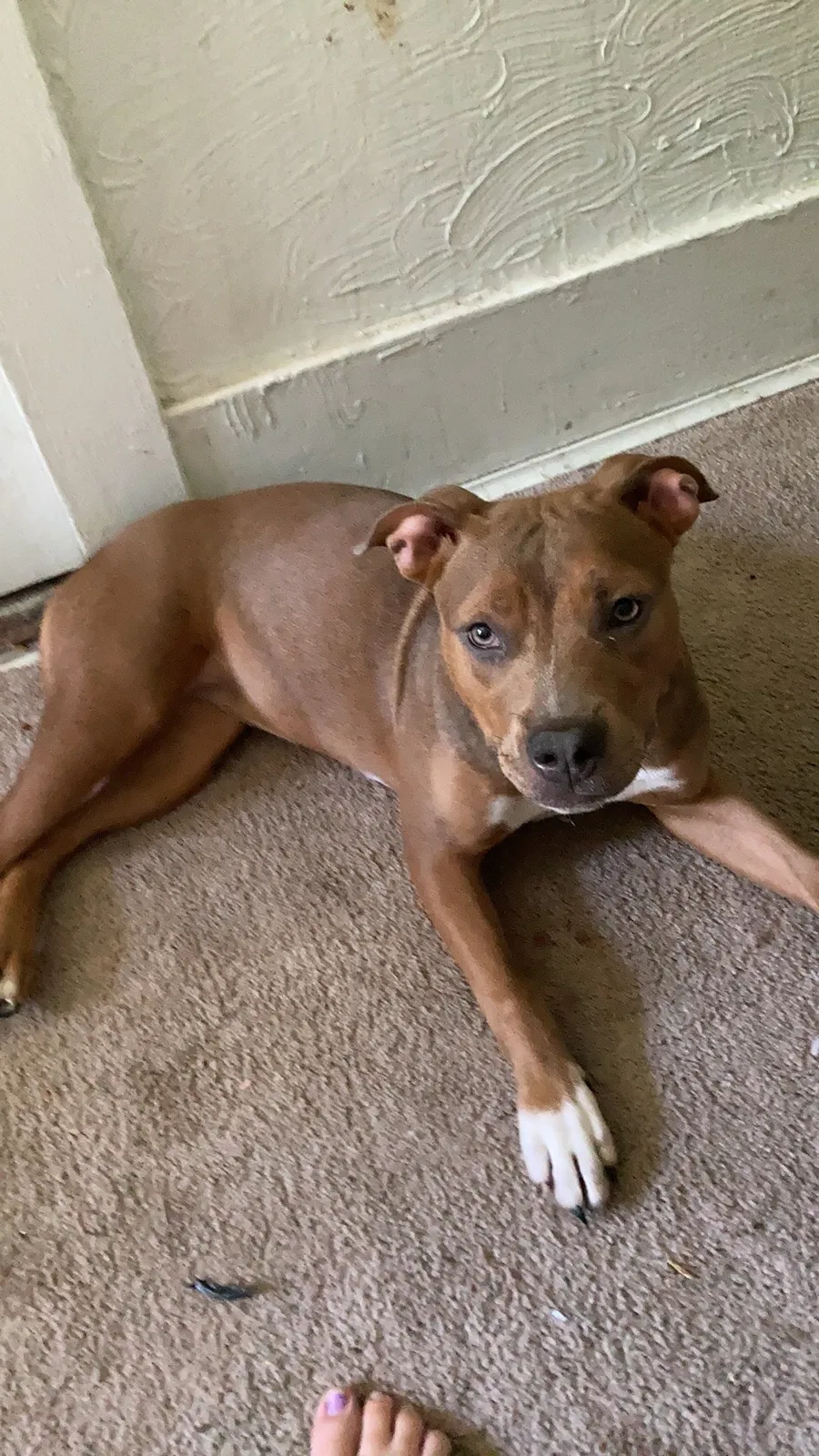 Lost dog in Peoria, IL, 61603