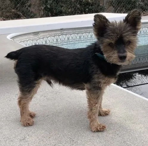 Lost dog in Decatur, TN, 37322