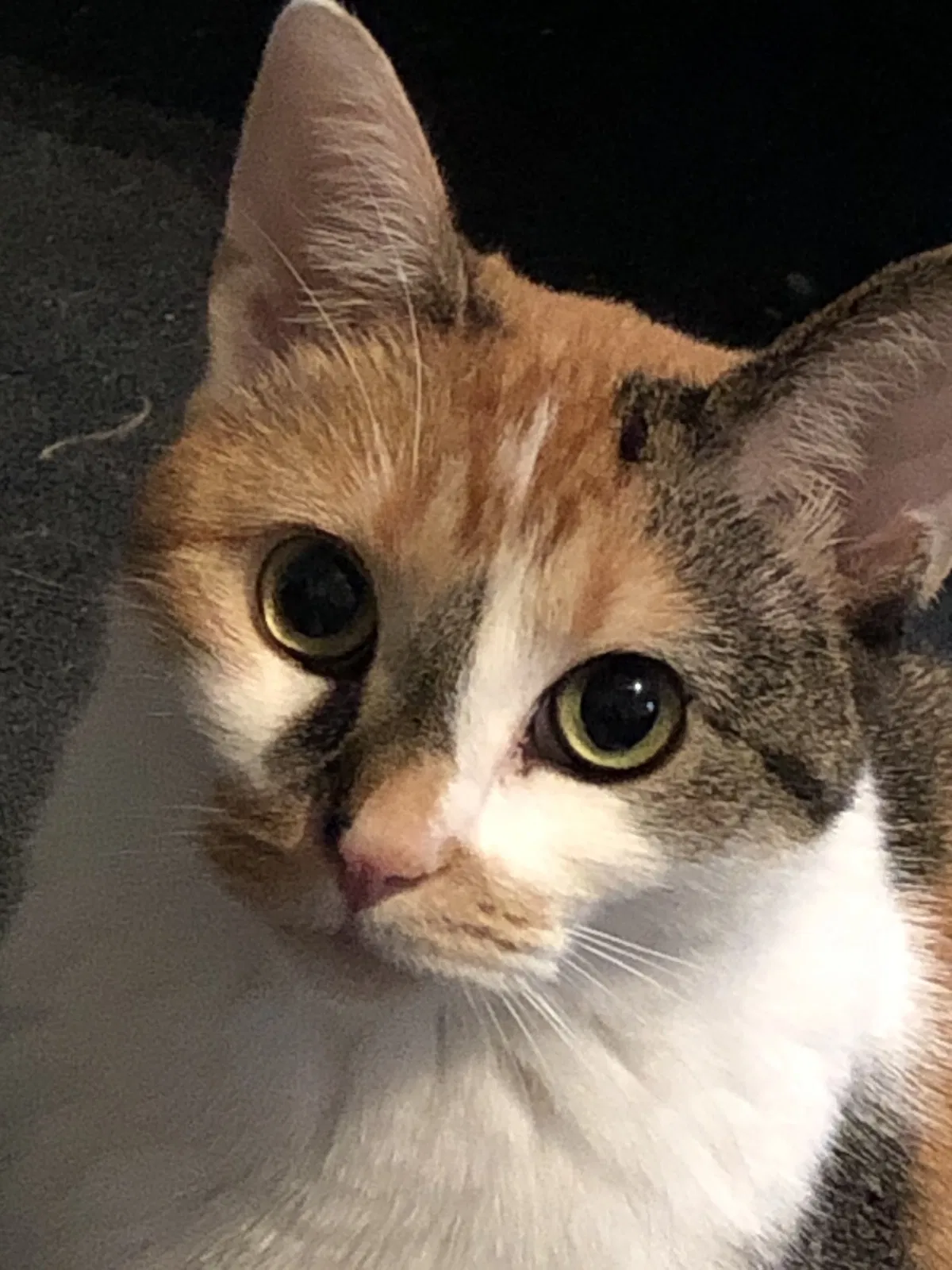 Lost cat in Clinton, MI, 49236