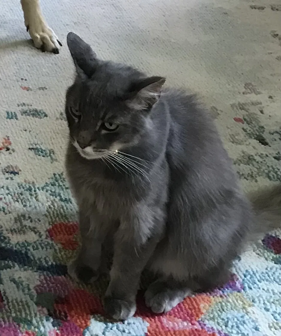 Lost cat in Alhambra, CA, 91801