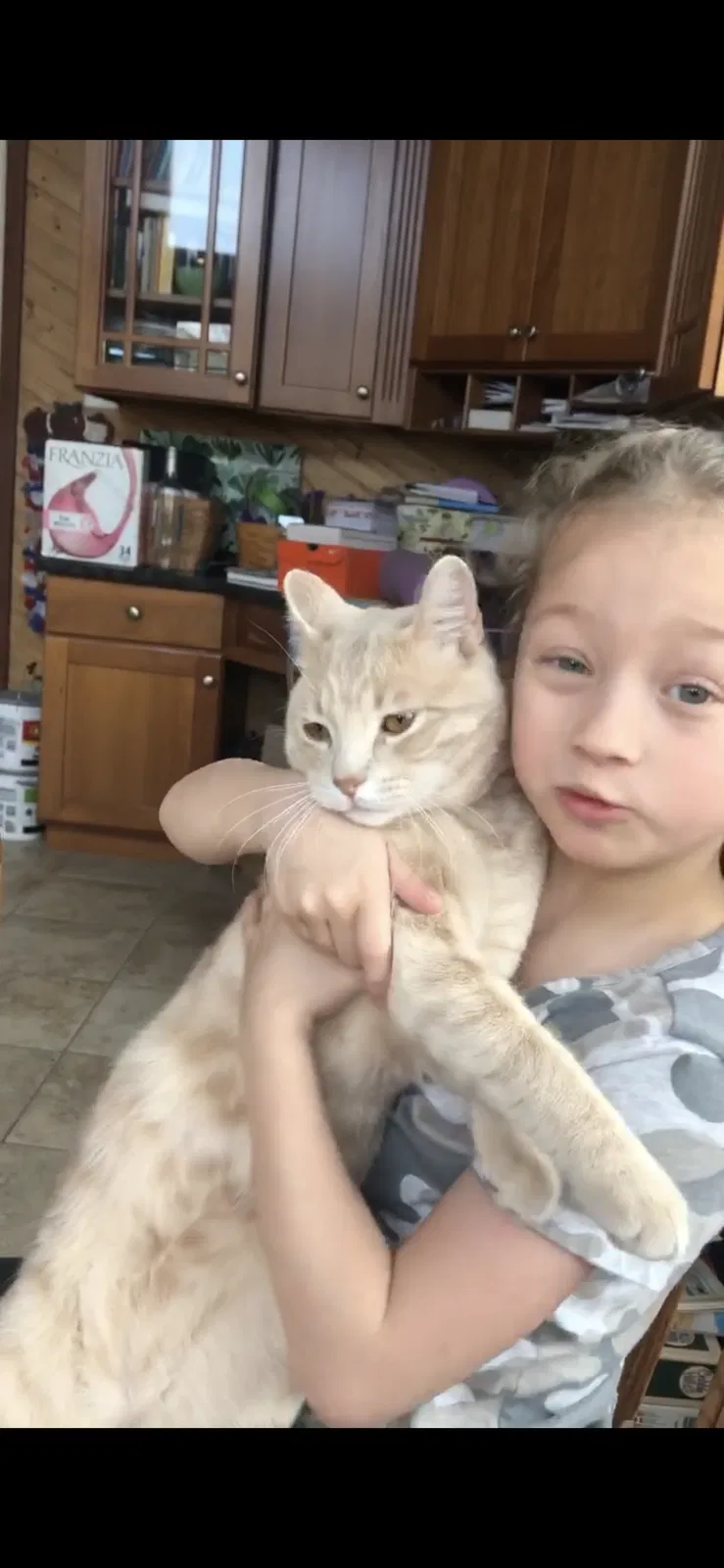 Lost cat in Hamburg, NY, 14075