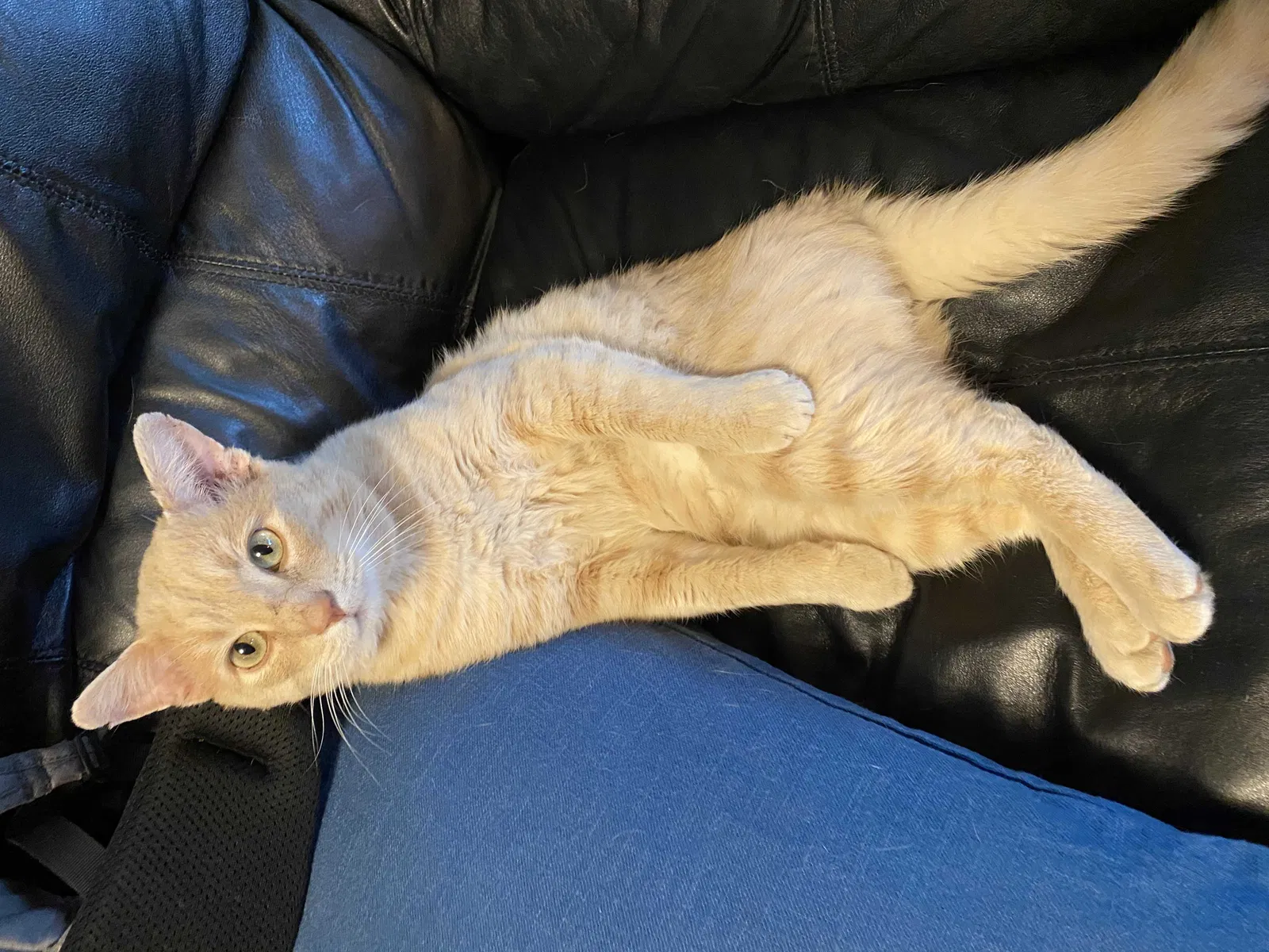 Lost cat in Denver, CO, 80227