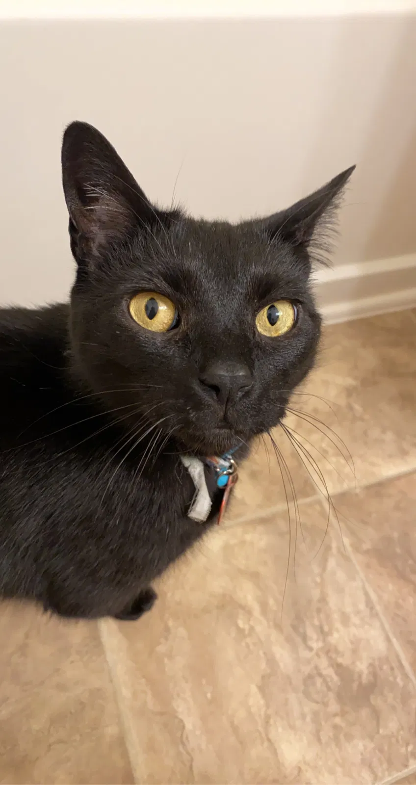 Lost cat in Winston Salem, NC, 27103