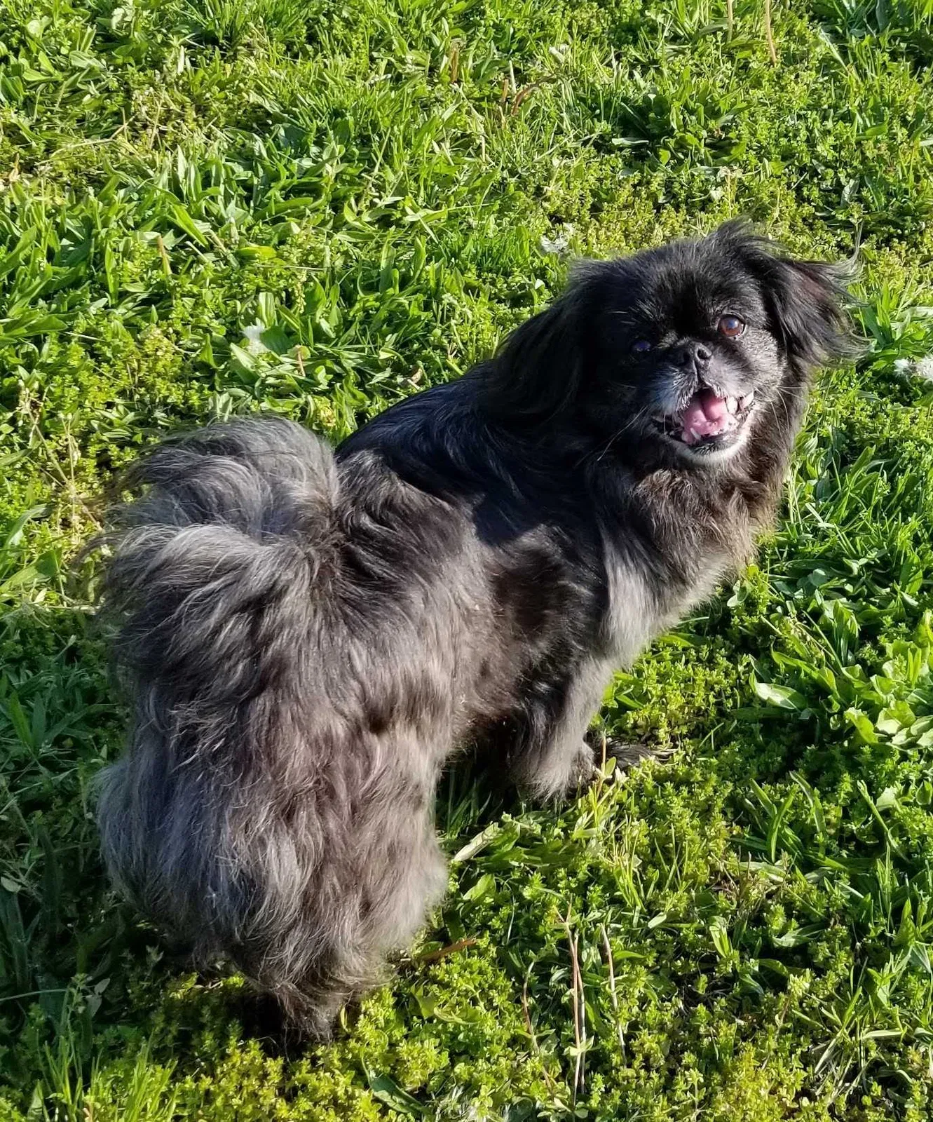 Lost dog in Columbus, OH, 43204