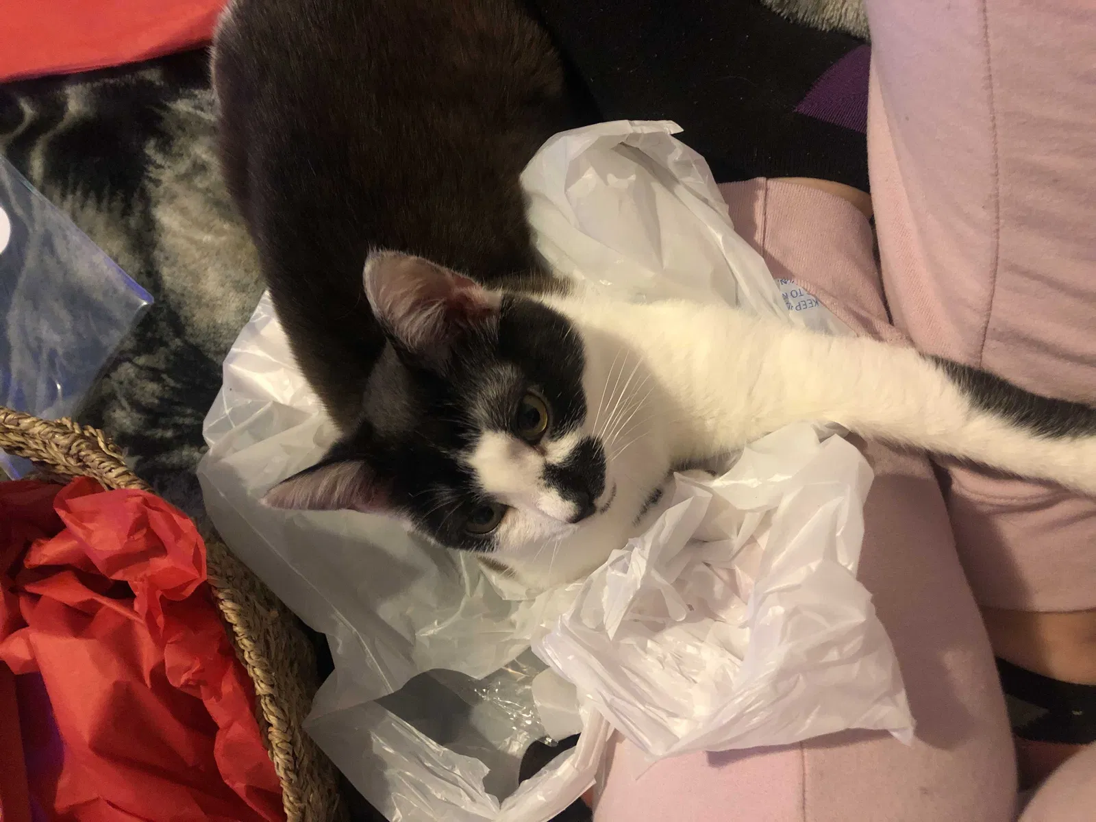 Lost cat in Vale, NC, 28168