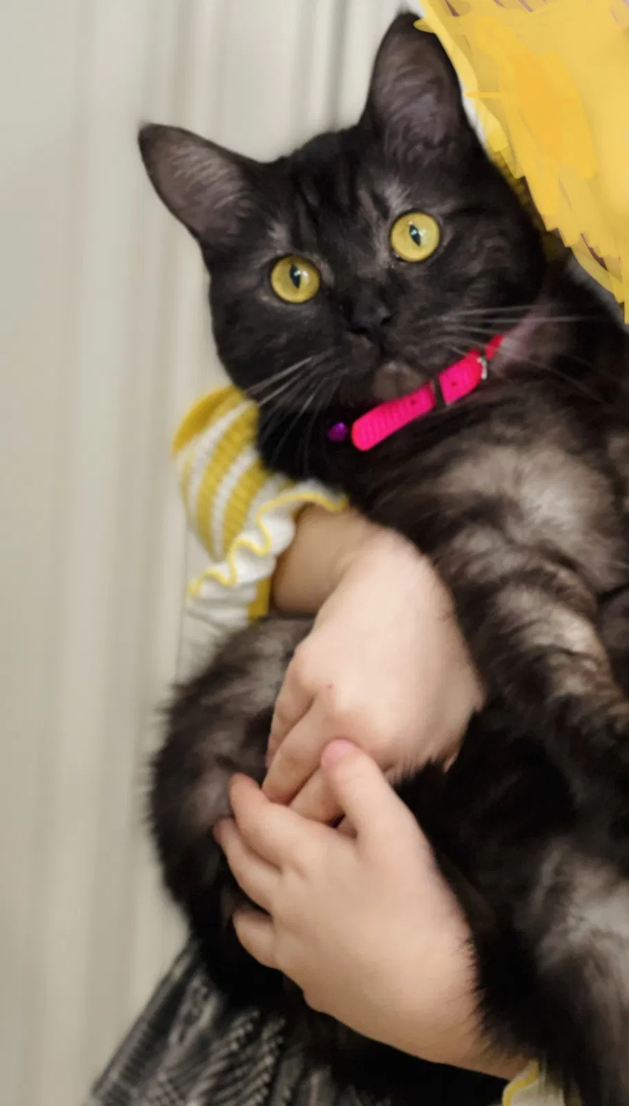 Lost cat in Aurora, IL, 60503
