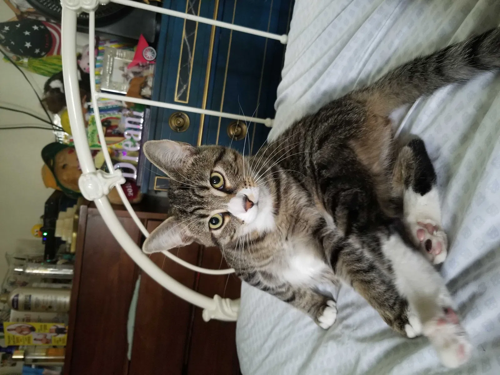 Lost cat in Woodburn, OR, 97071