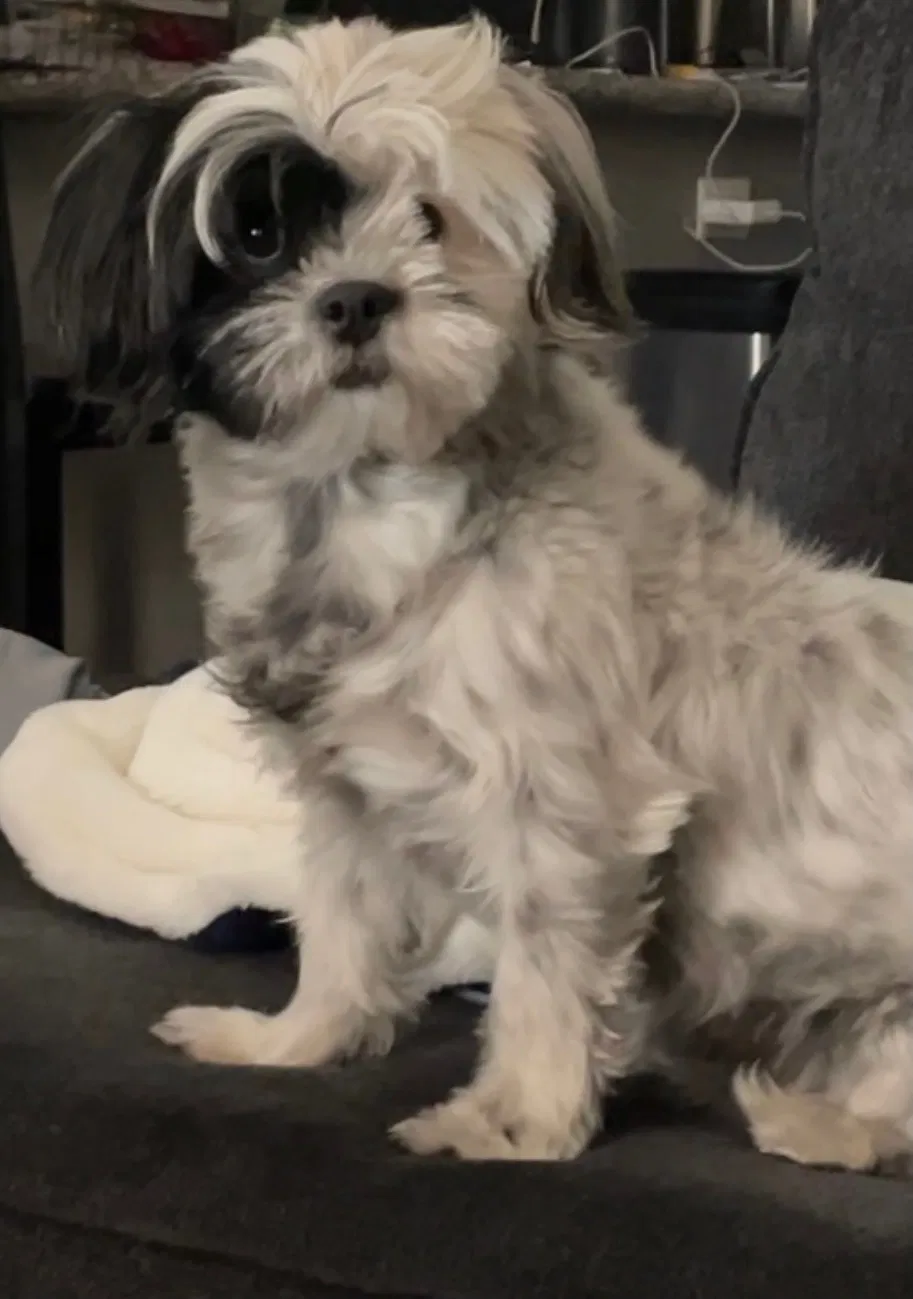 Lost dog in North Las Vegas, NV, 89032