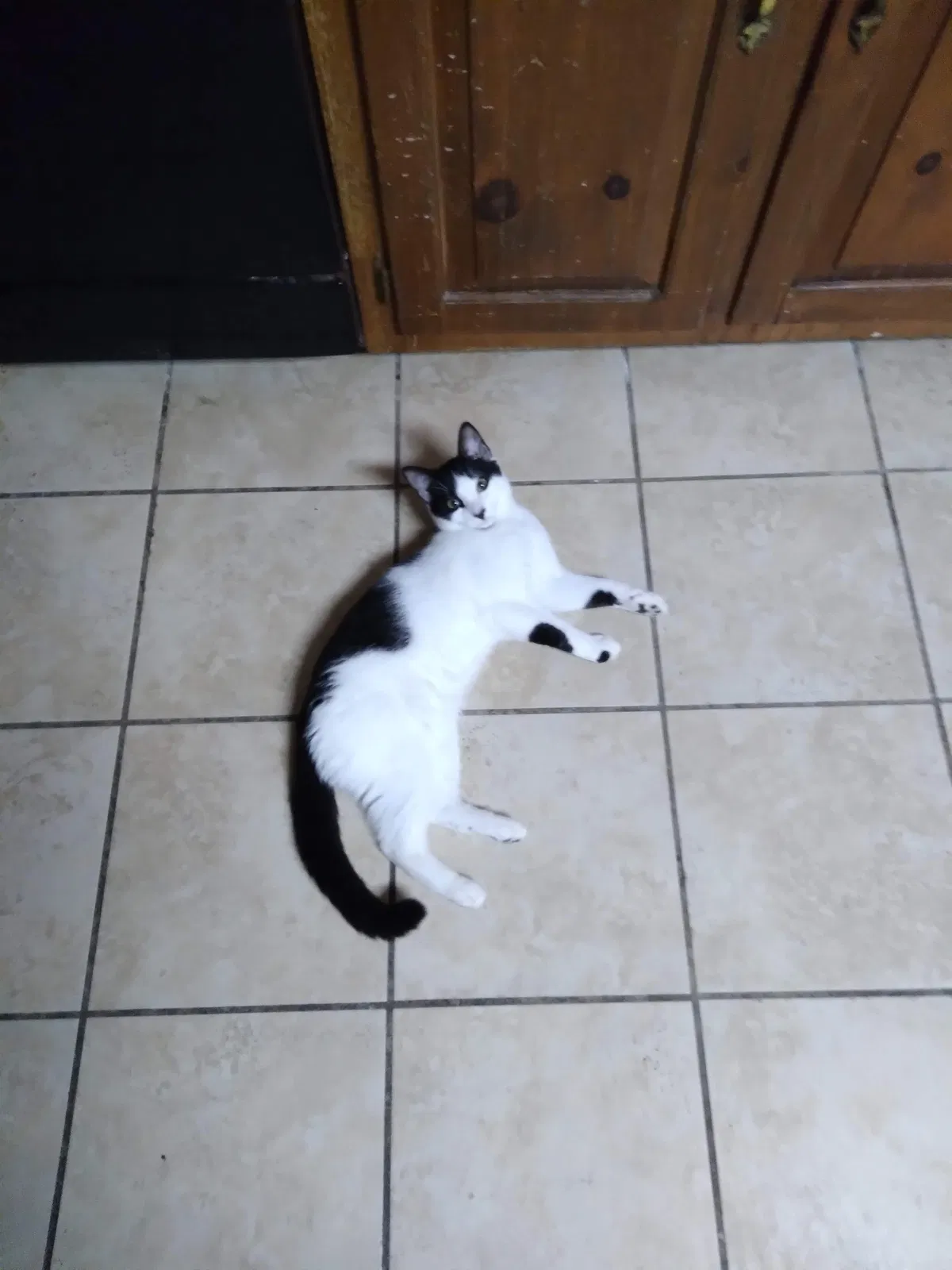 Lost cat in Sandston, VA, 23150