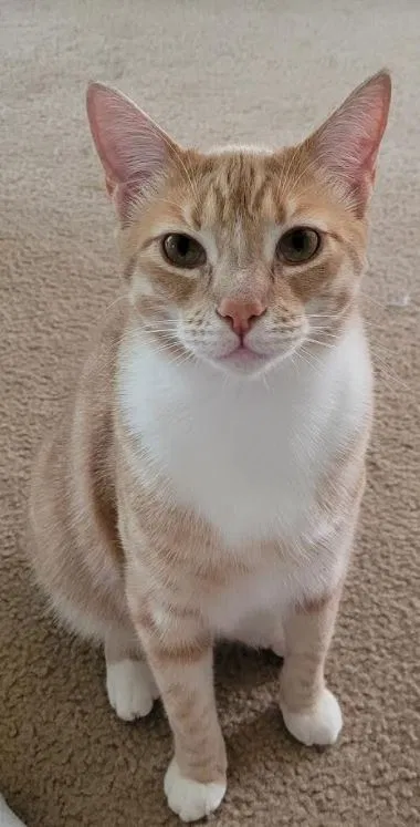 Lost cat in San Antonio, TX, 78233