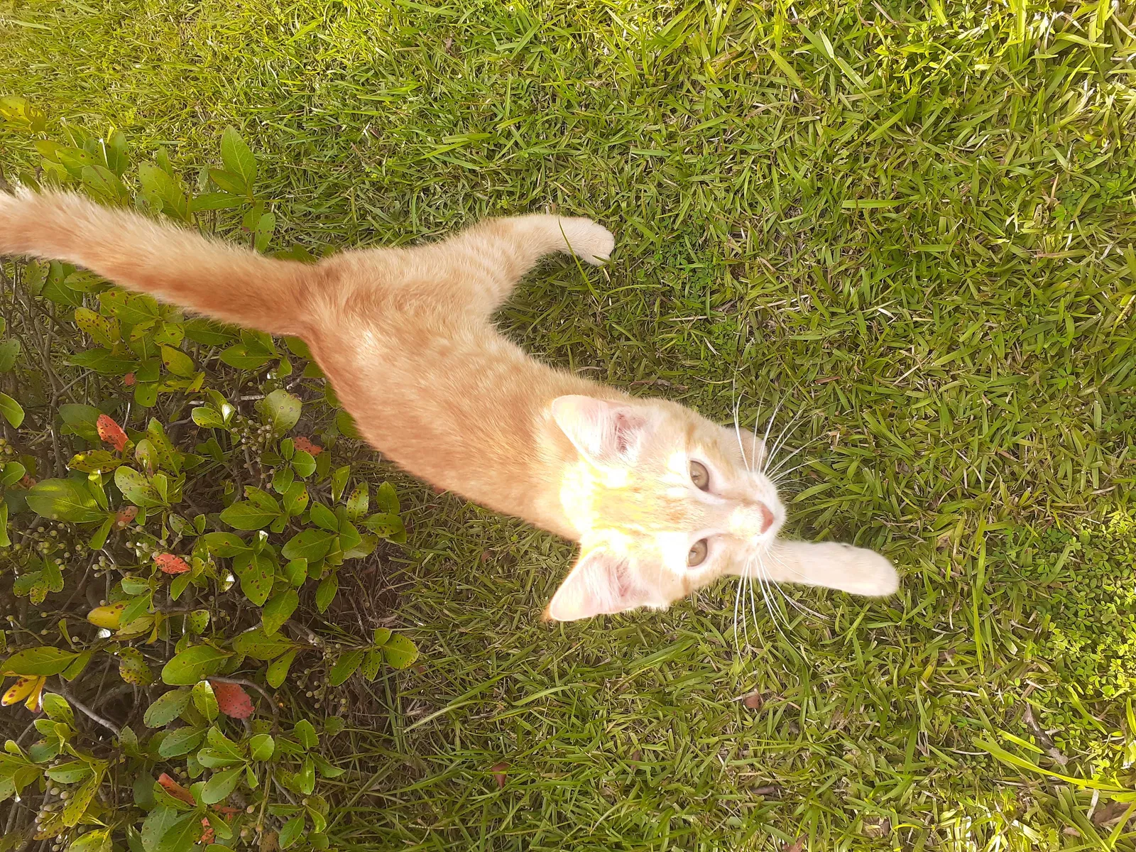Found cat in Ozark, AL, 36360