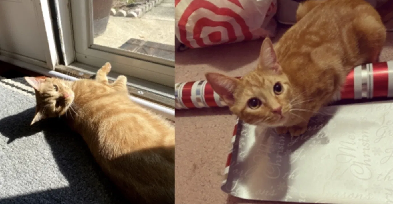 Lost cat in Kennesaw, GA, 30144