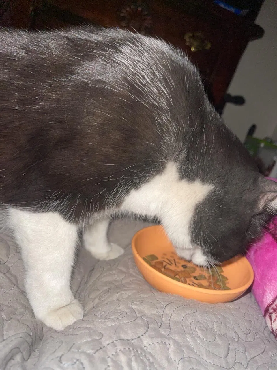 Lost cat in Albuquerque, NM, 87106