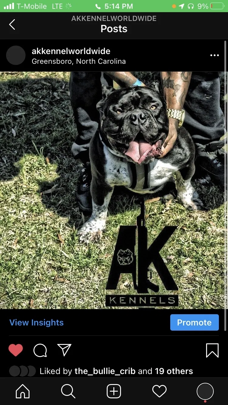 Lost dog in Greensboro, NC, 27405