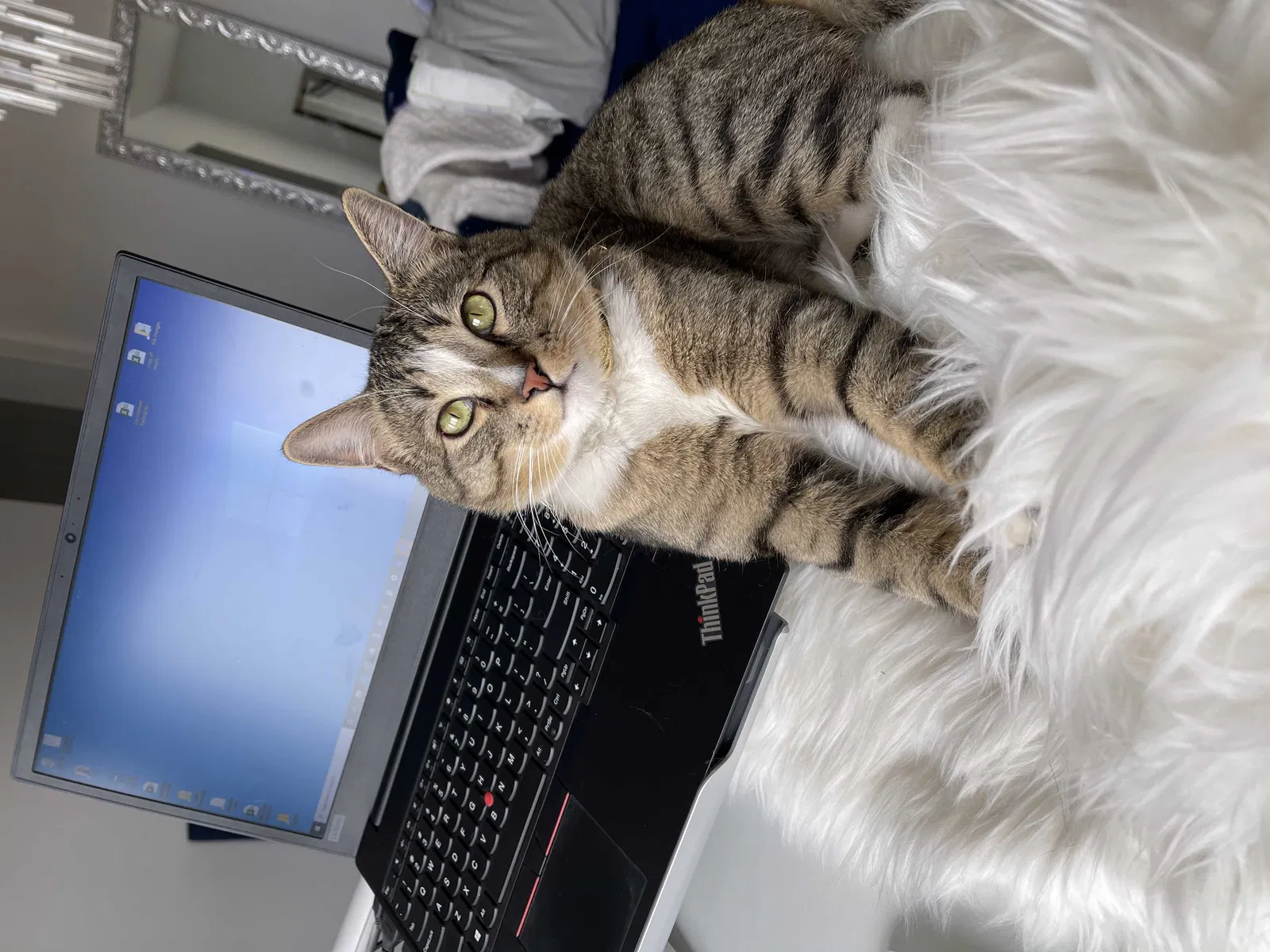Lost cat in Sparks, NV, 89441