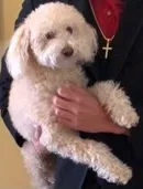 Lost dog in Pomona, CA, 91767