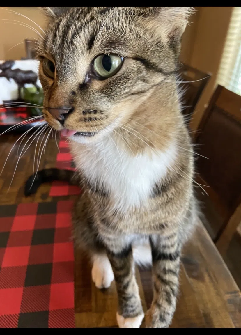 Lost cat in Lancaster, CA, 93534