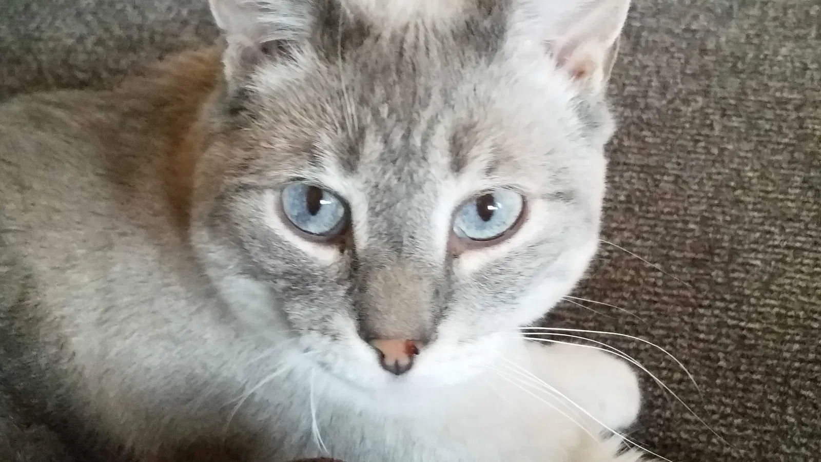 Lost cat in Minneapolis, MN, 55434