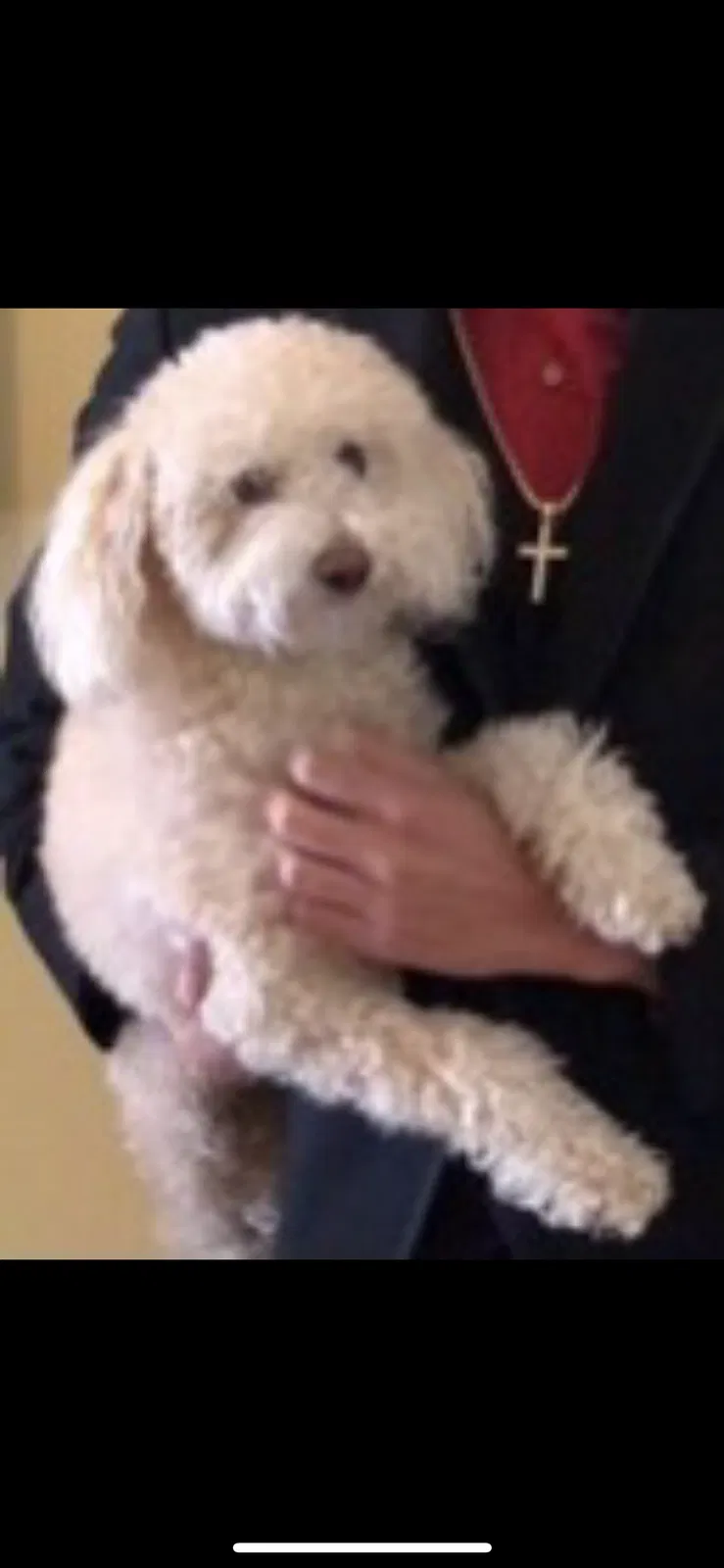 Lost dog in Pomona, CA, 91767