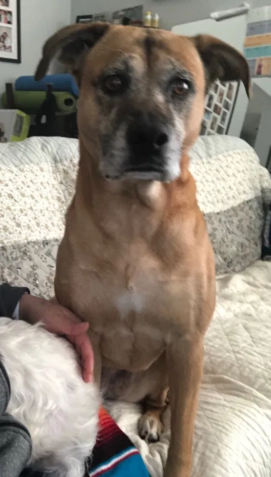 Lost dog in Riverside, CA, 92506