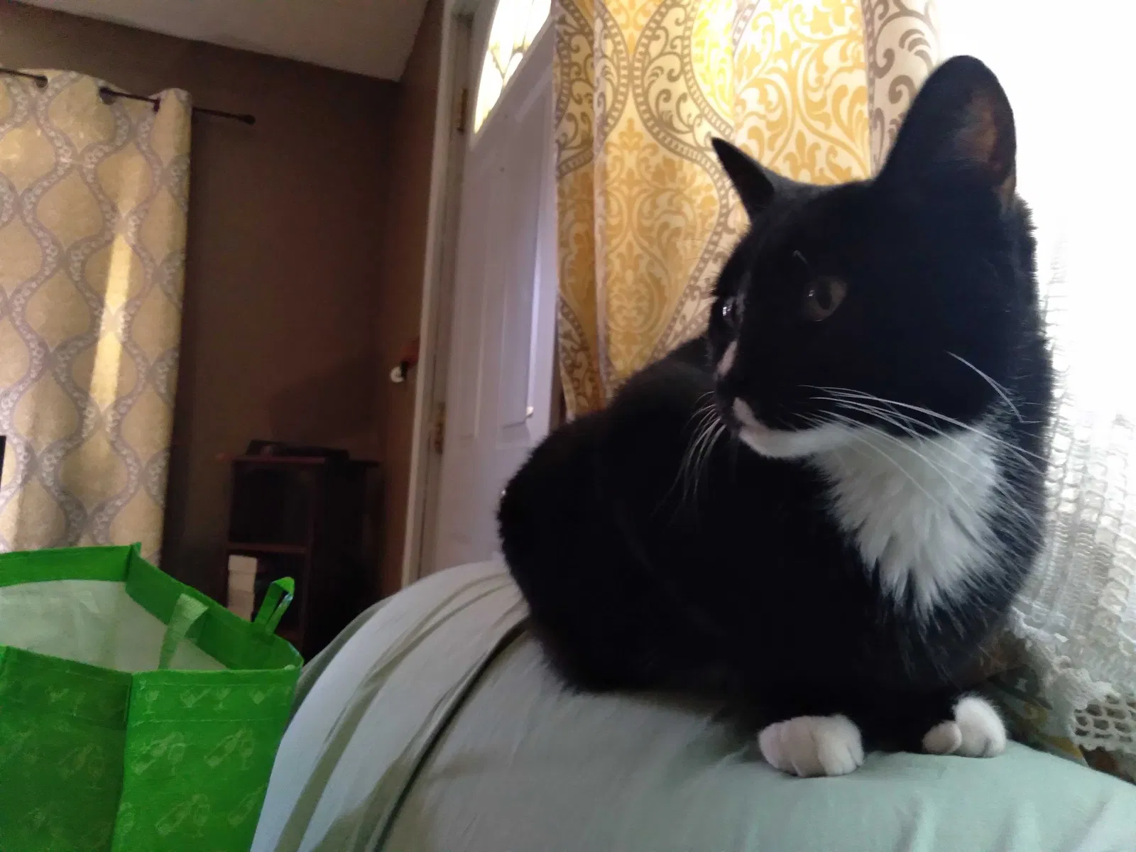 Lost cat in Eugene, OR, 97404