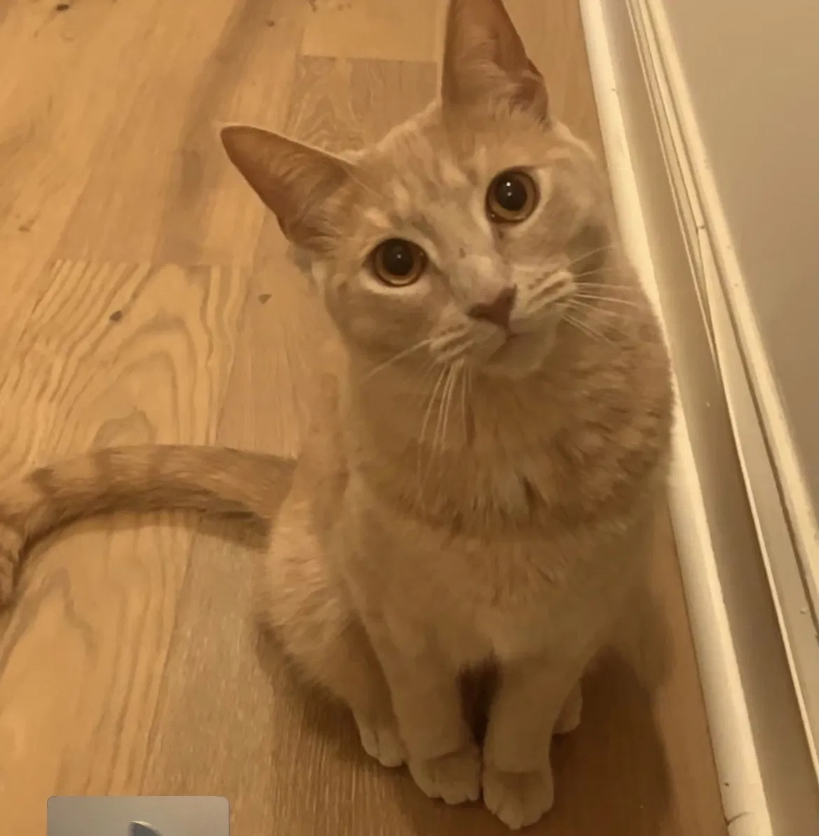 Lost cat in Syosset, NY, 11791