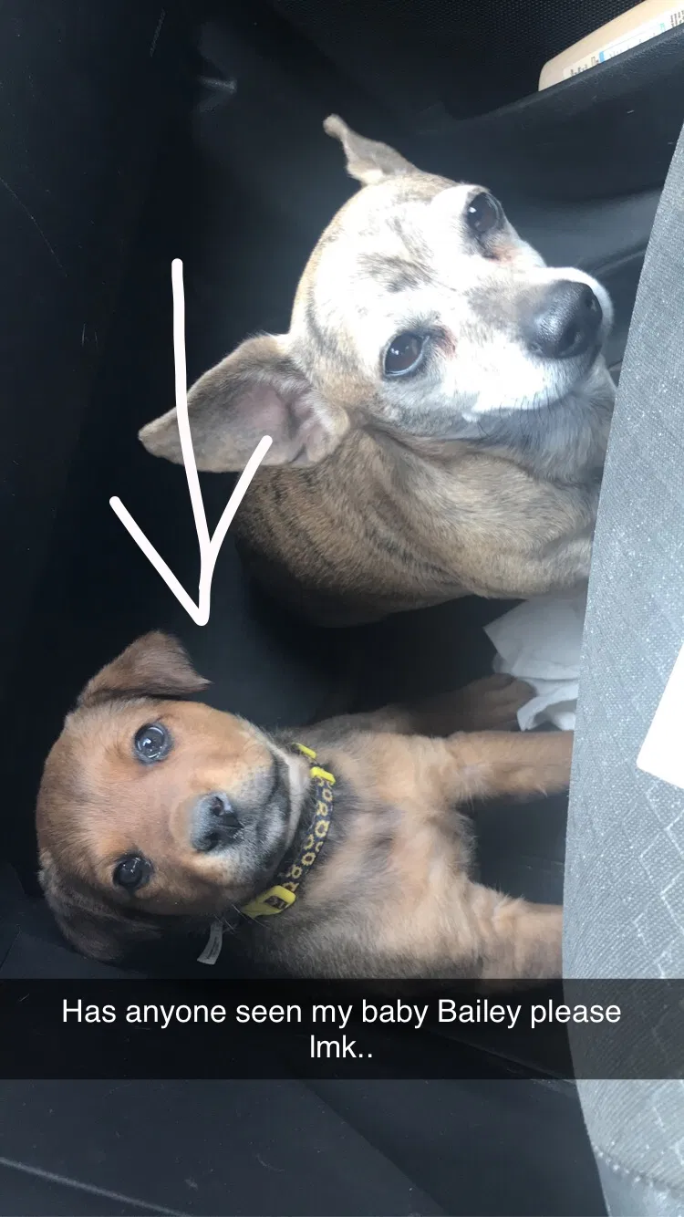 Lost dog in Santa Fe, NM, 87507