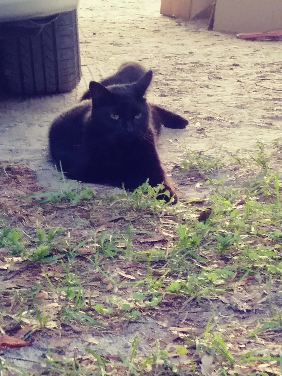 Lost cat in Largo, FL, 33774