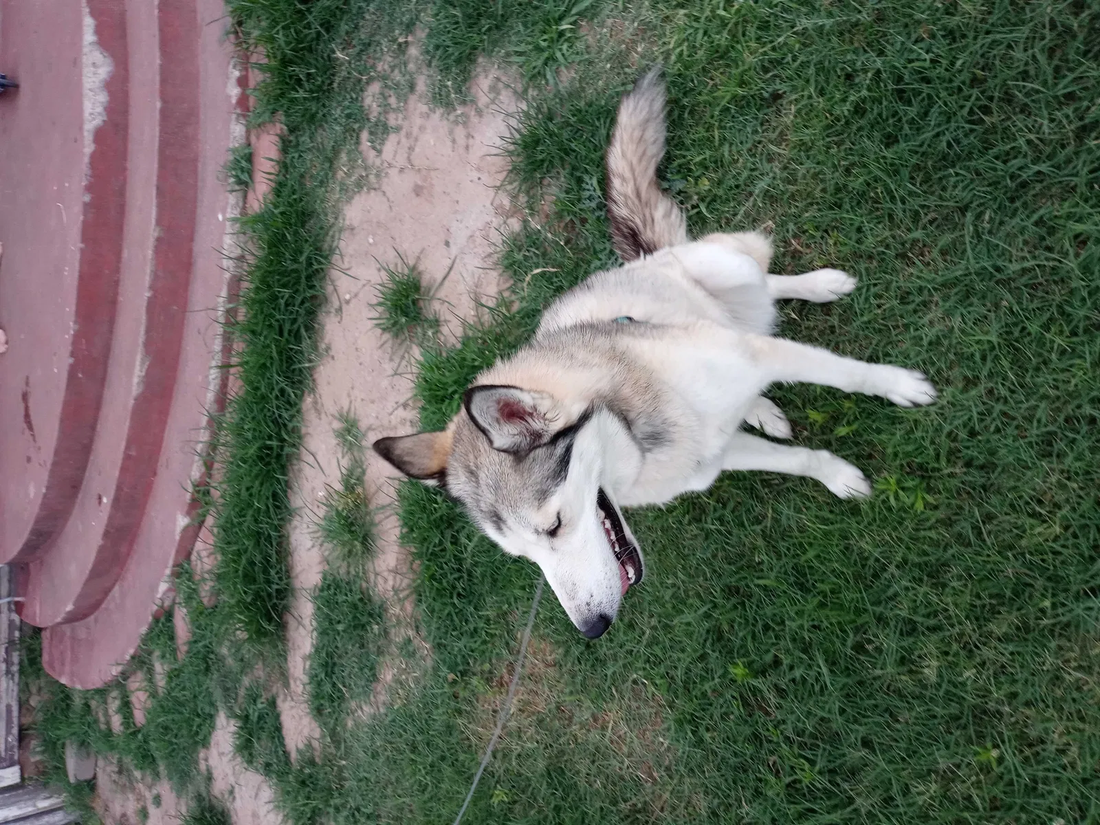 Lost dog in Oklahoma City, OK, 73107