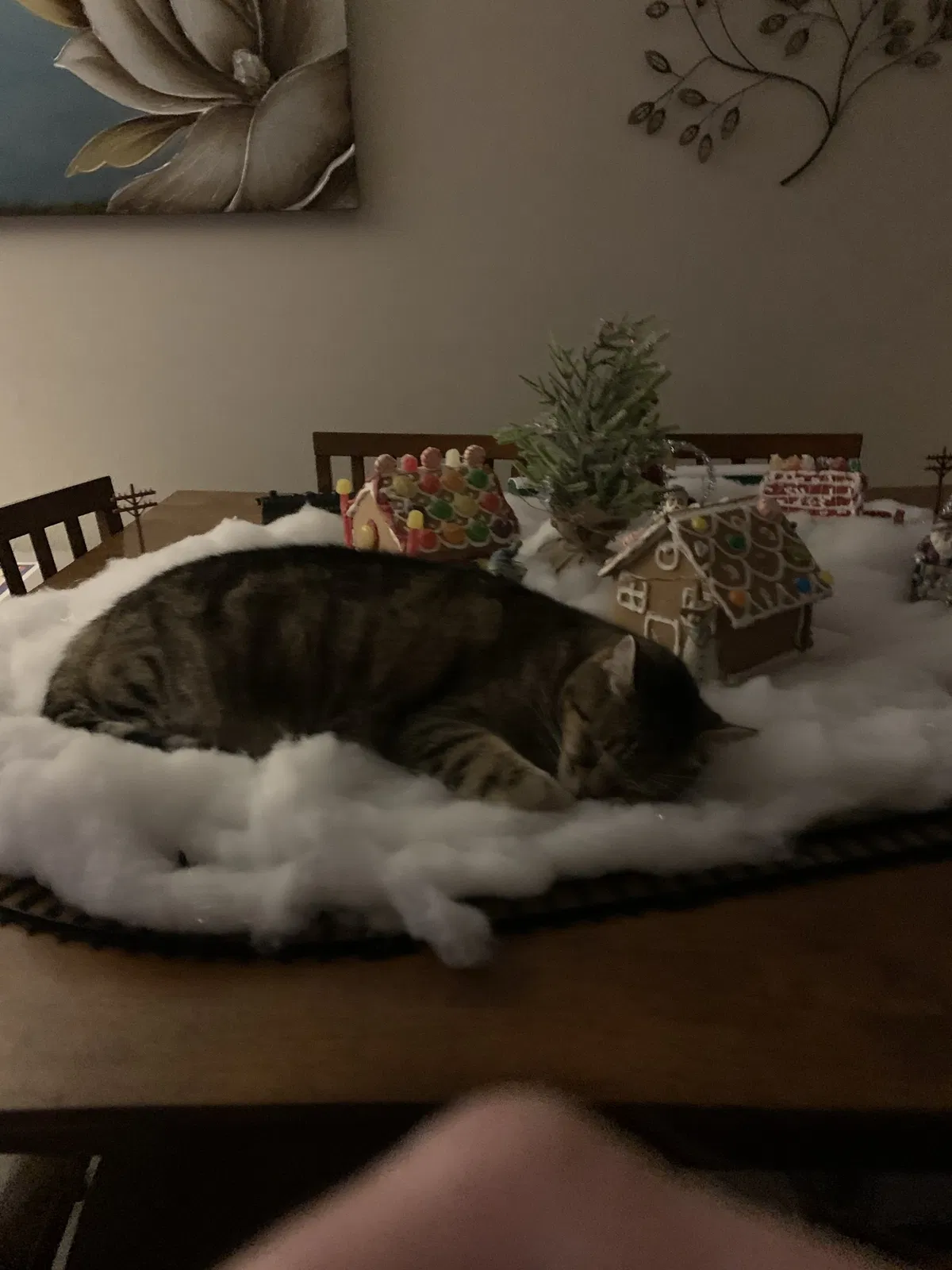 Lost cat in Gresham, OR, 97080