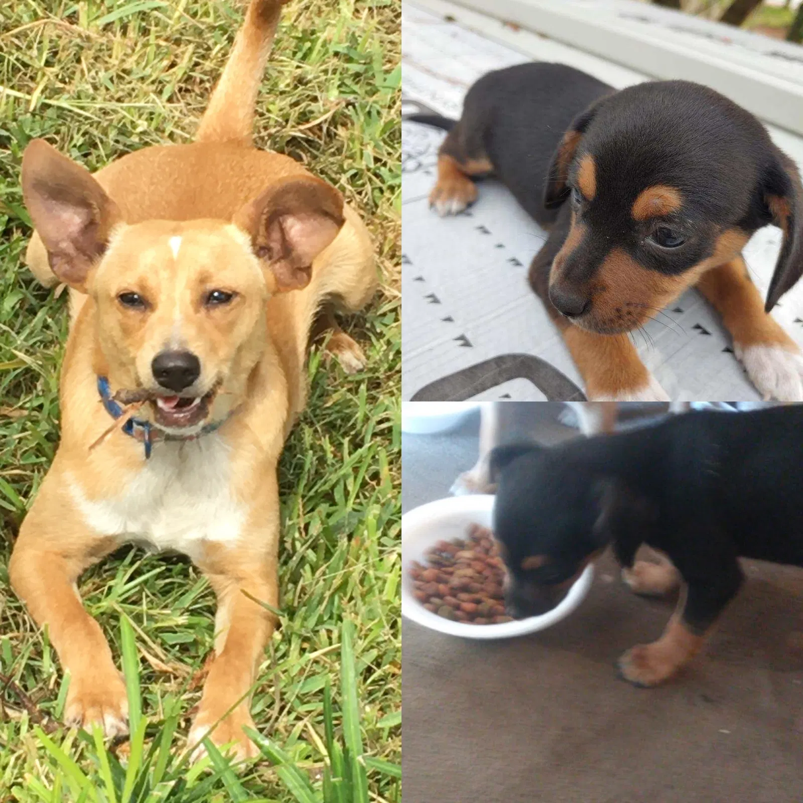 Lost dog in Bushnell, FL, 33513