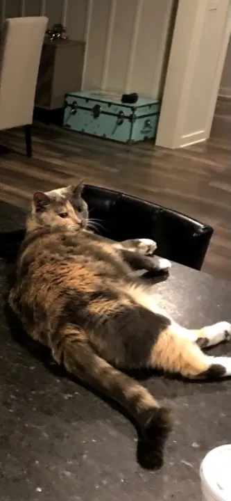 Lost cat in Birmingham, AL, 35216