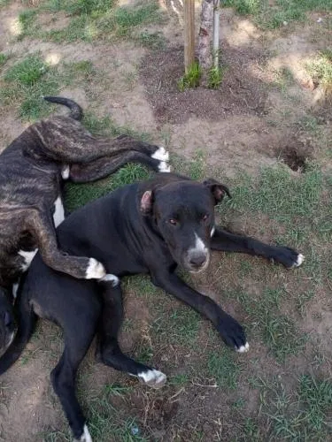 Lost dog in Colton, CA, 92324
