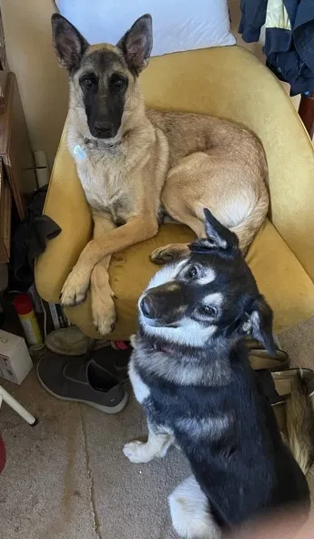 Lost dog in Sunland, CA, 91040