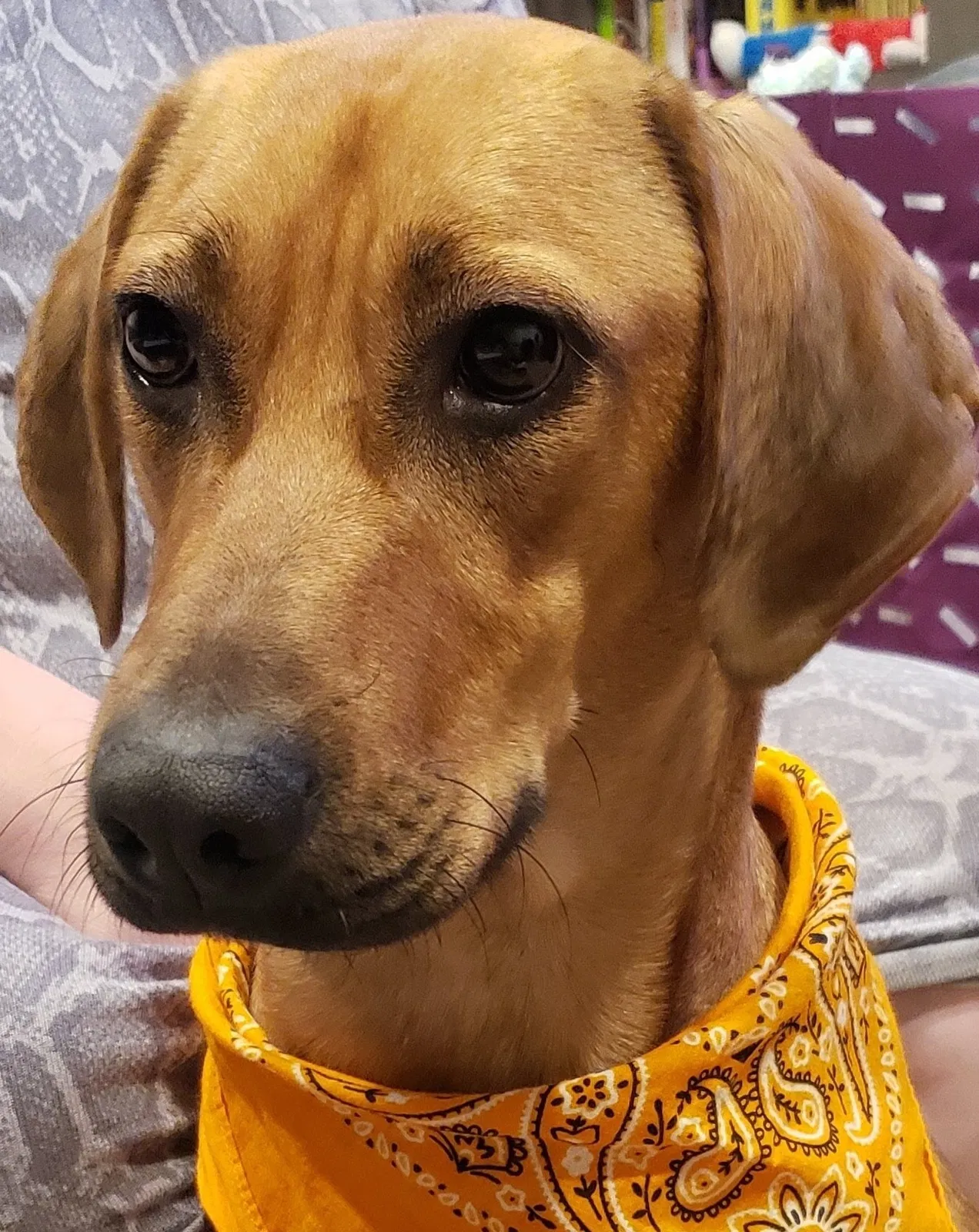 Lost dog in Spirit Lake, ID, 83869