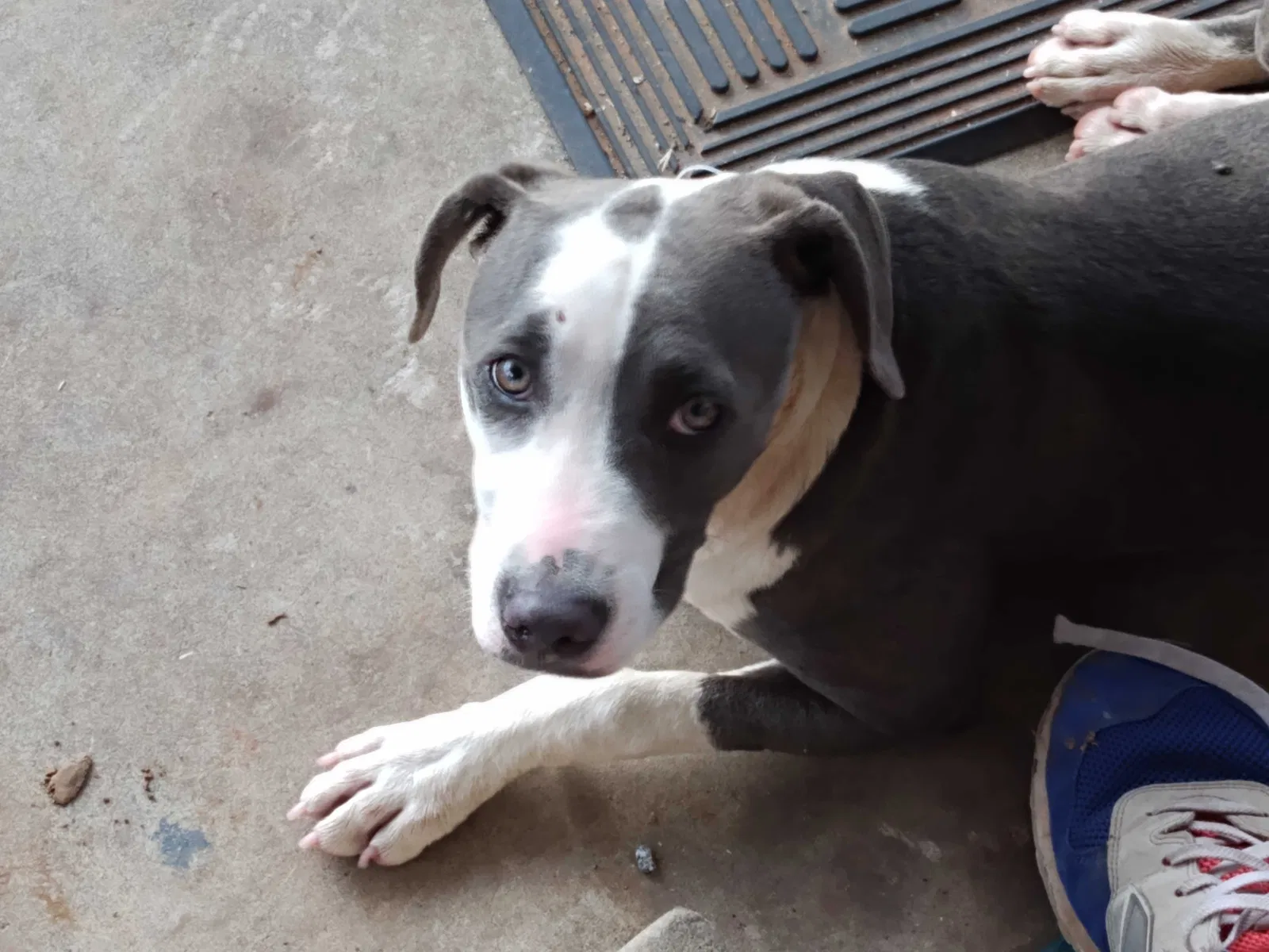 Found dog in Oklahoma City, OK, 73119