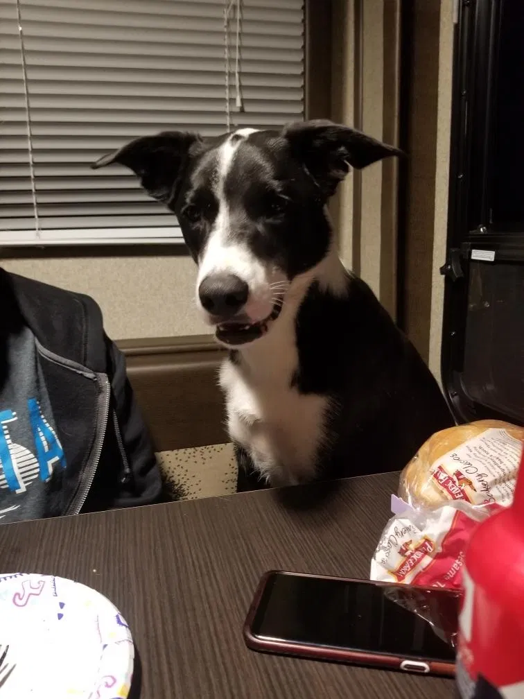 Lost dog in Aurora, CO, 80011