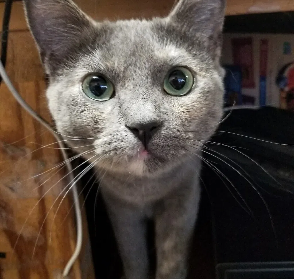 Lost cat in Dallas, TX, 75207