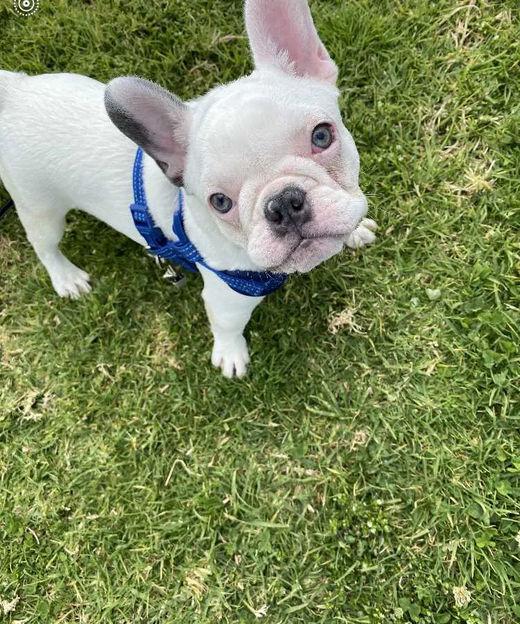 Lost dog in Los Angeles, CA, 90043
