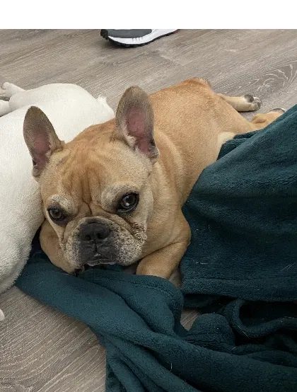 Lost dog in Los Angeles, CA, 90043