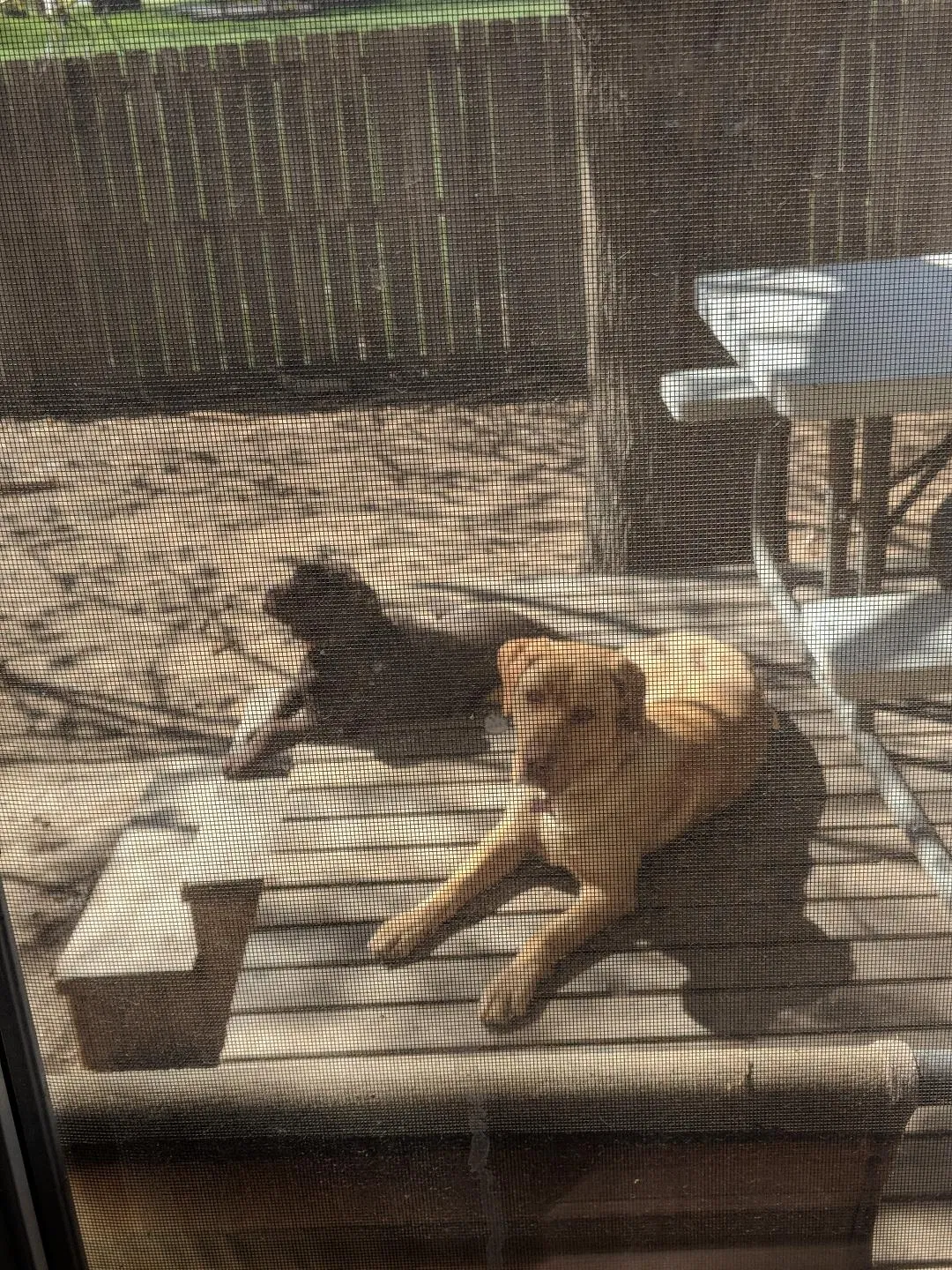 Lost dog in Tulsa, OK, 74132