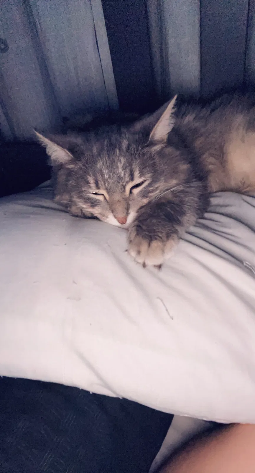 Lost cat in Elk Grove Village, IL, 60007