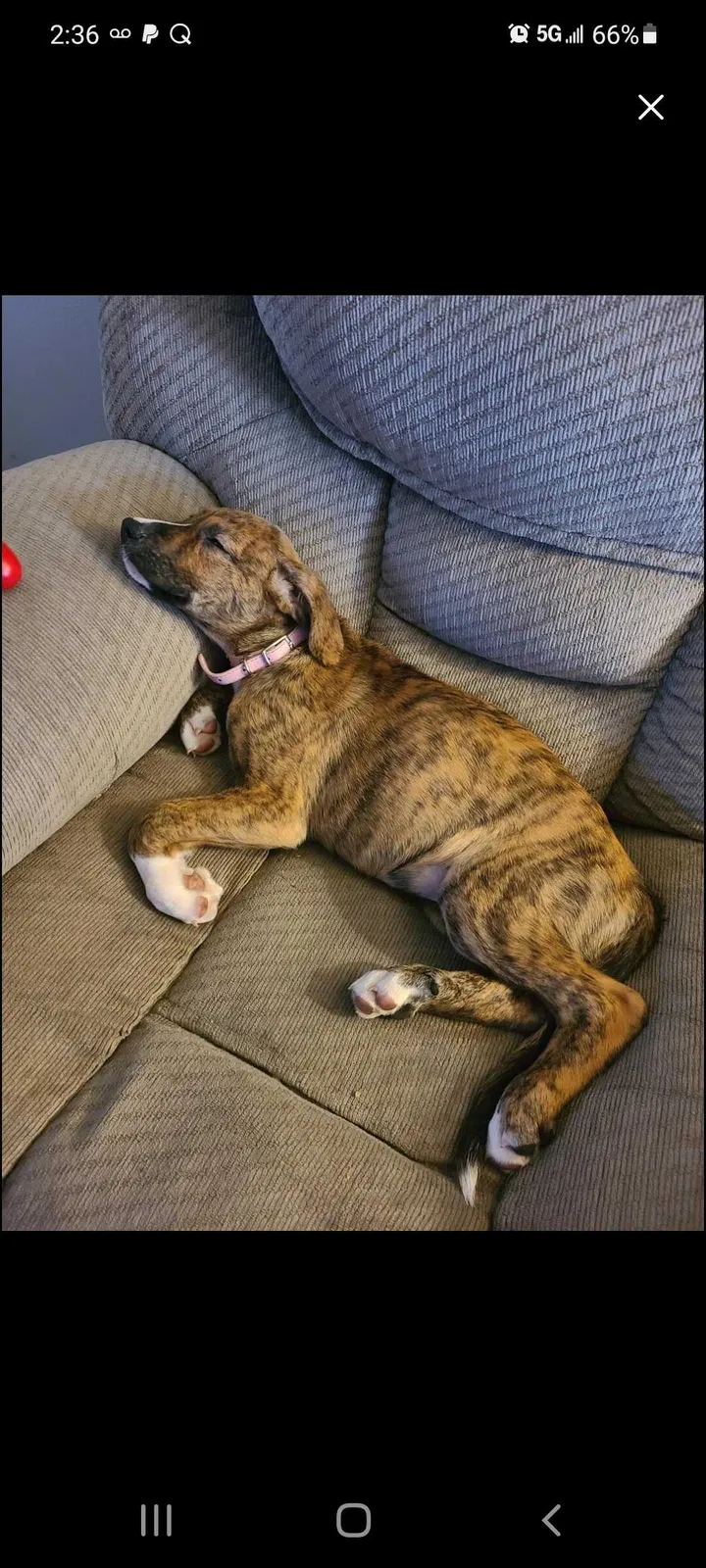 Lost dog in Redford, MI, 48239