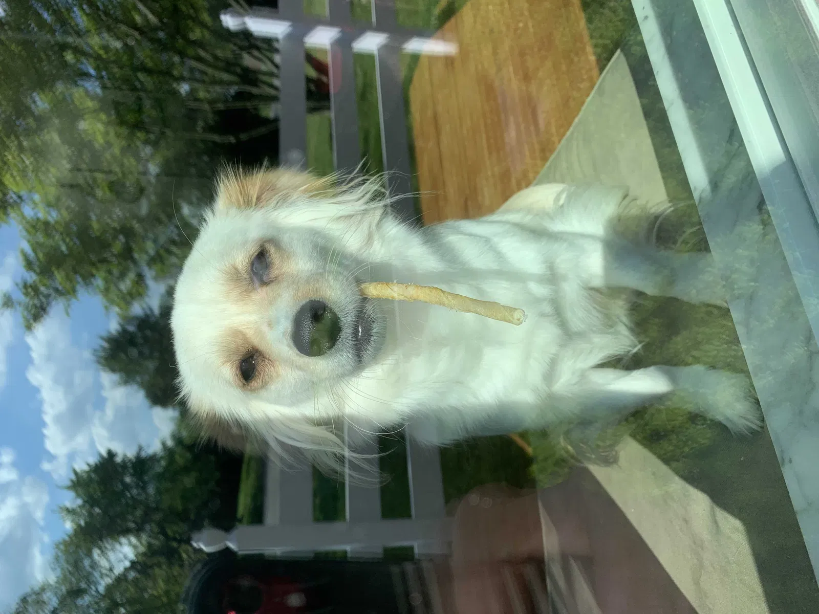 Lost dog in Miamisburg, OH, 45342
