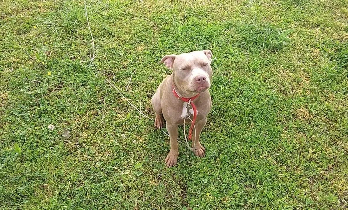 Lost dog in Ripley, MS, 38663