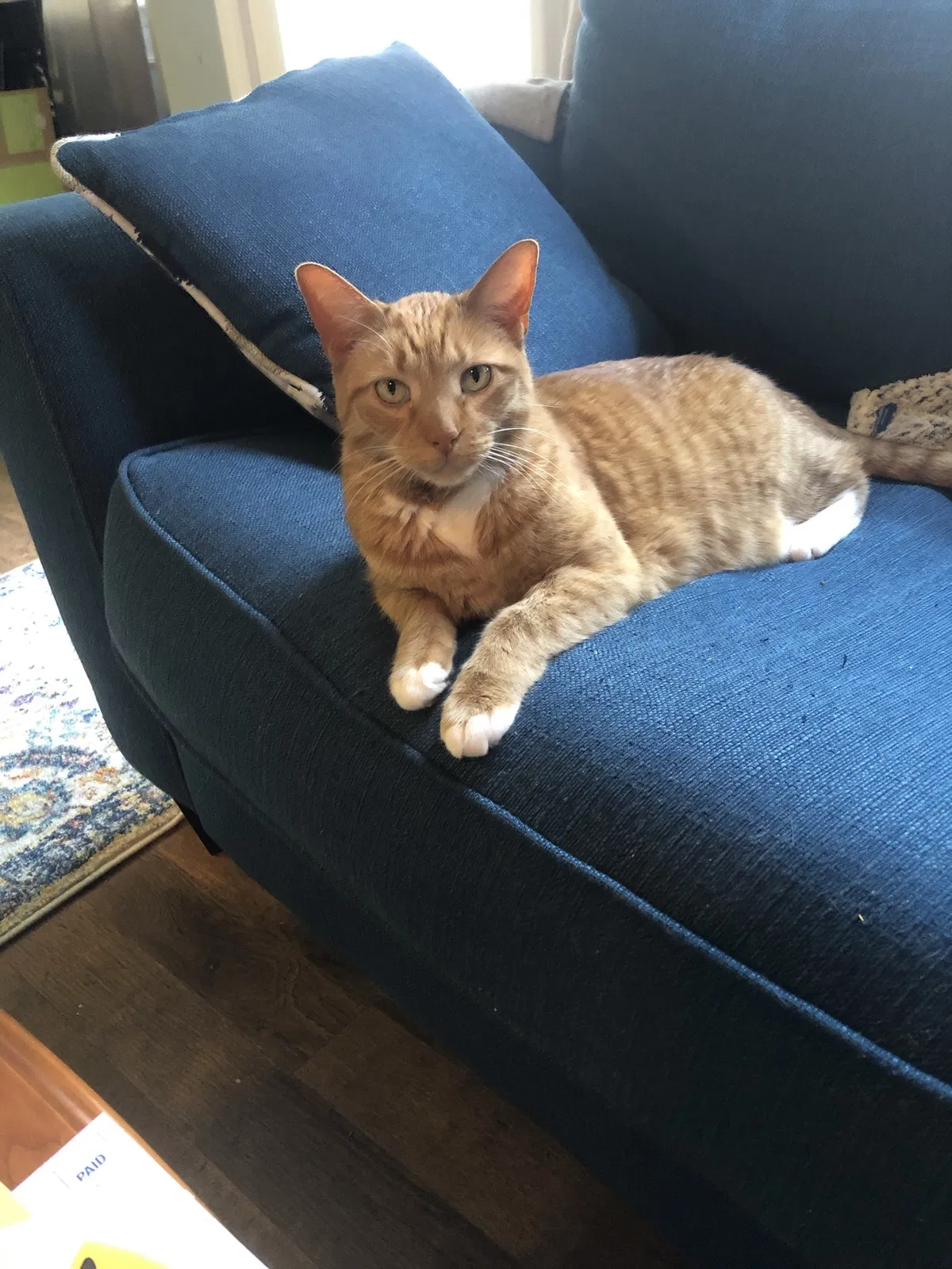 Lost cat in Charlotte, NC, 28216