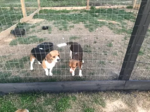 Lost dog in Connellys Springs, NC, 28612